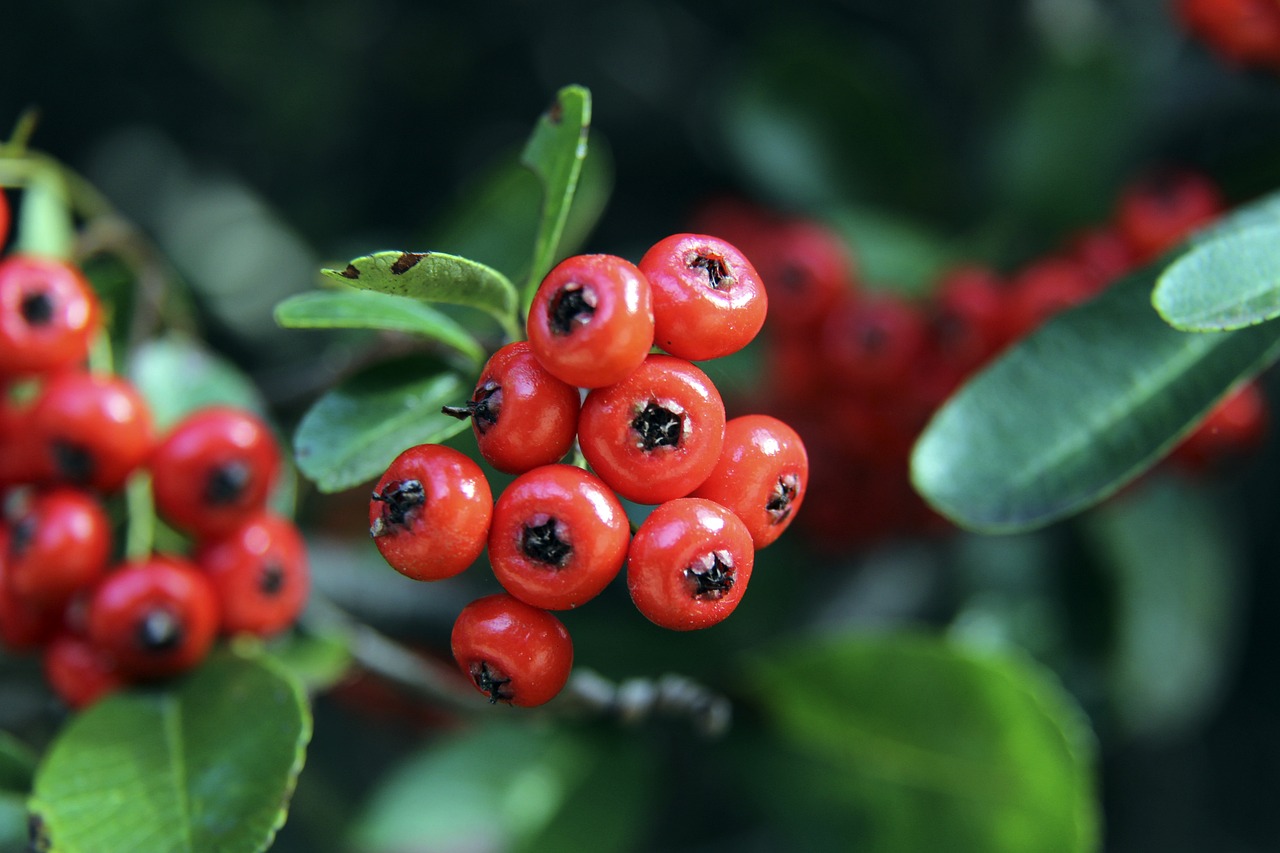 以其卓越的 以其卓越的