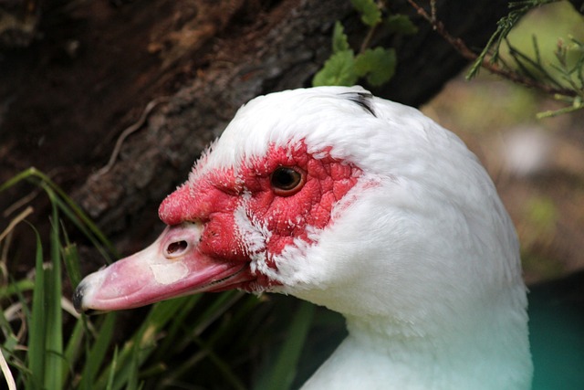 岌可危的开 岌可危的开